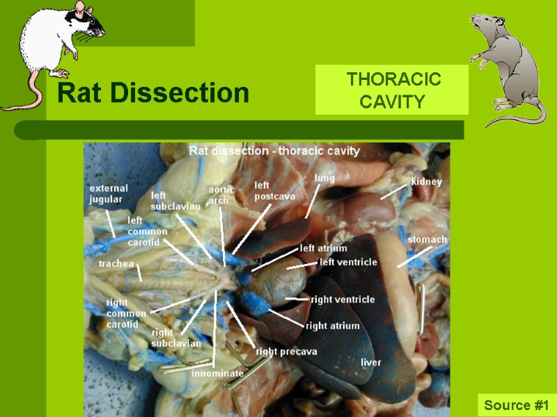 Rat Dissection Source #1  THORACIC CAVITY